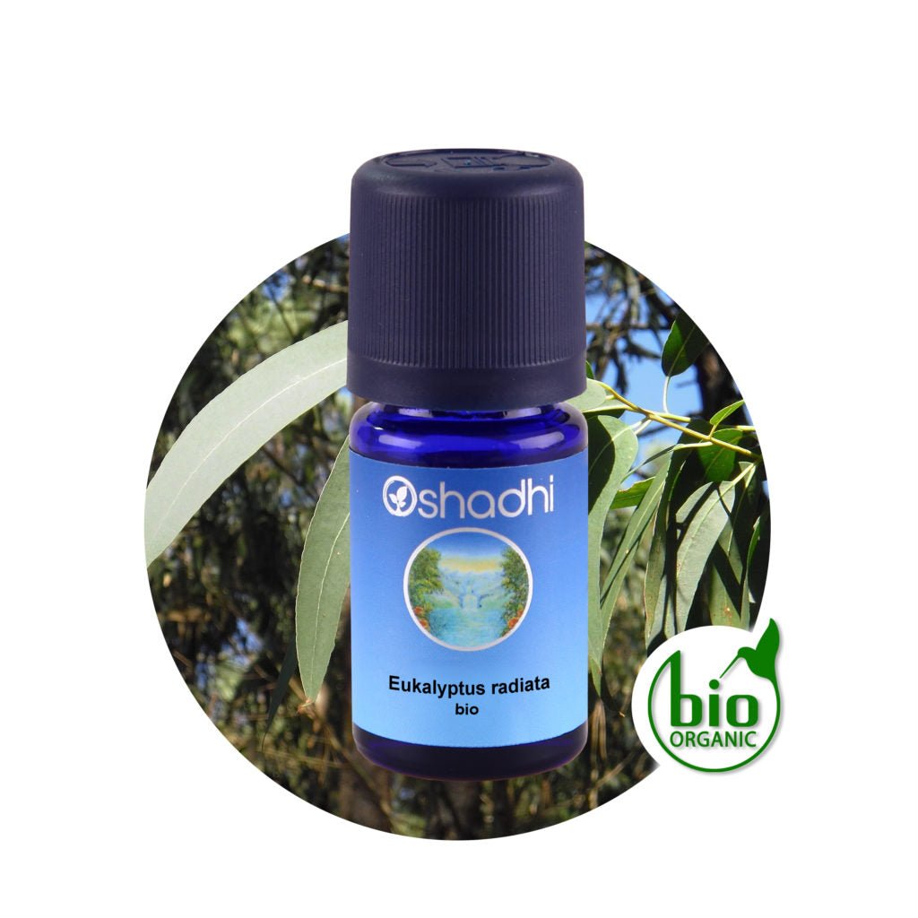 Ätherisches Öl - Eukalyptus radiata bio