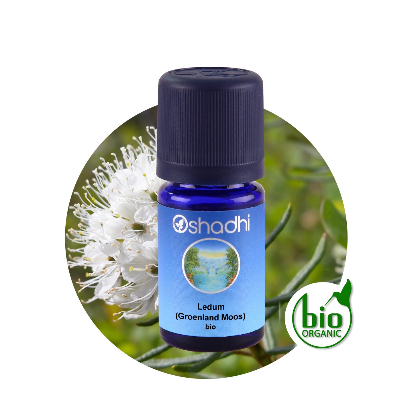 Ledum-Öl (Grönland Moos) bio