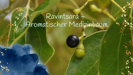 Ravintsara-Aromatischer-Medizinbaum