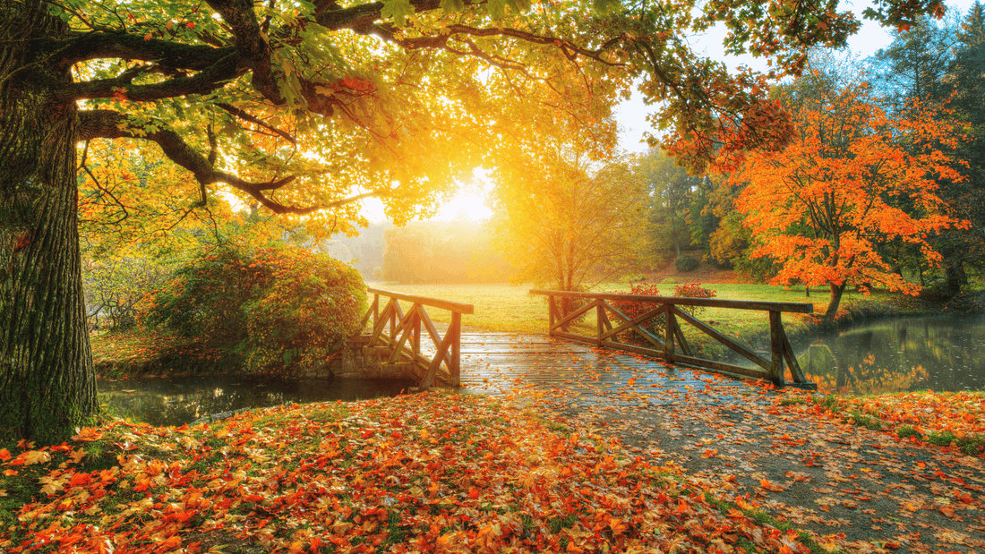 aromaoele-herbst-aetherische-oele-kalte-jahreszeit