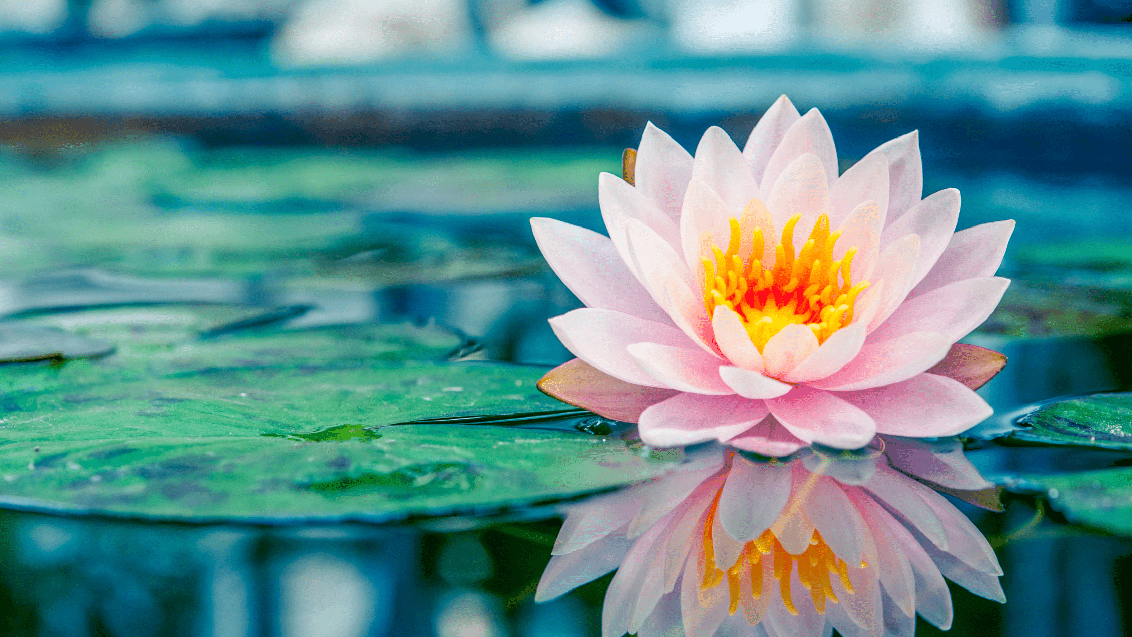 Lotus: Verkörperung von Liebe und Freude