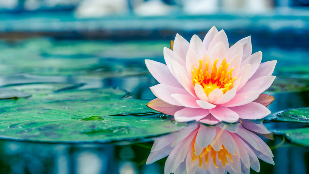 Lotus: Verkörperung von Liebe und Freude
