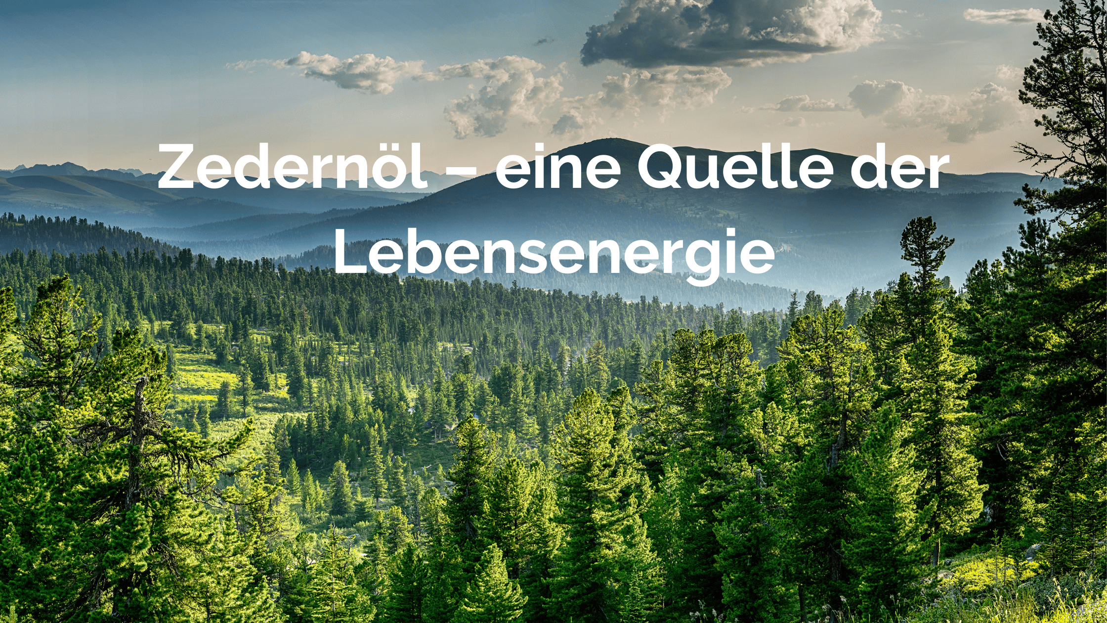 Zedernoel-eine-Quelle-der-Lebensenergie