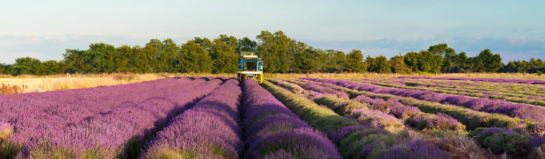 Bio-Anbau aromatischer Pflanzen