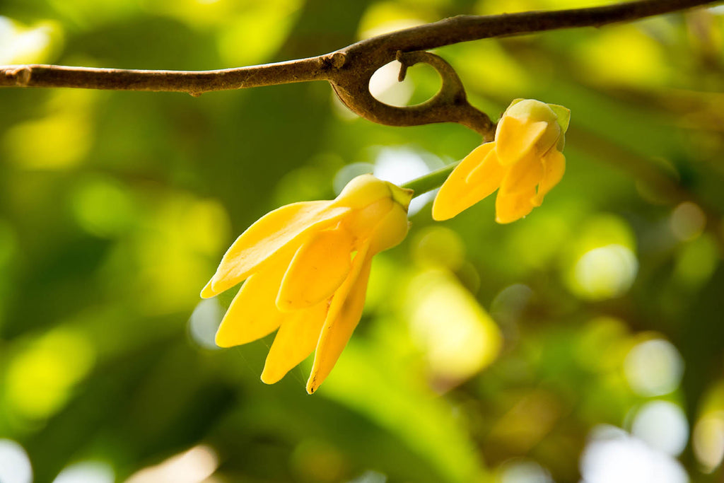Ylang-Ylang – eine Blume des Himmels