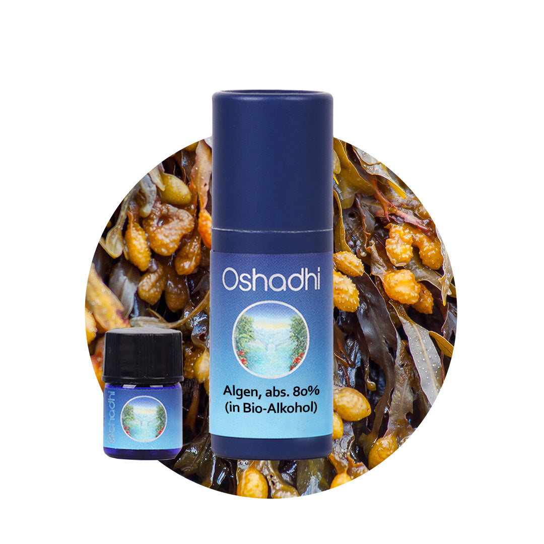 Algenöl absolue 80% (in Bio-Alkohol)