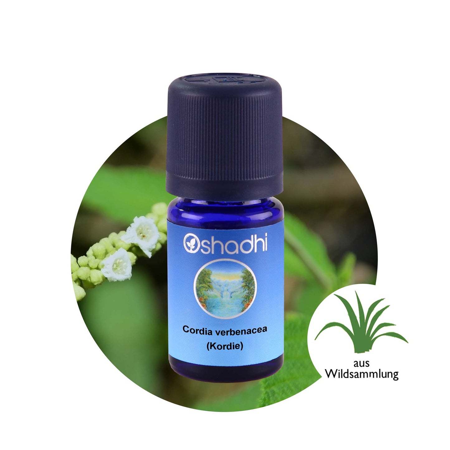 Cordia verbenacea (Kordie)