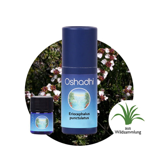 Eriocephalus punctulatus