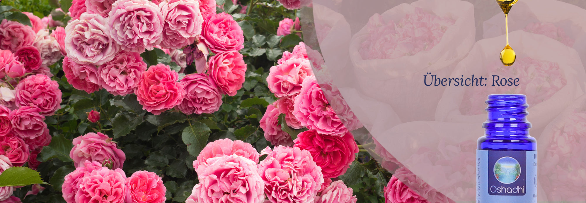Übersicht: Ätherisches Öl Rose Übersicht