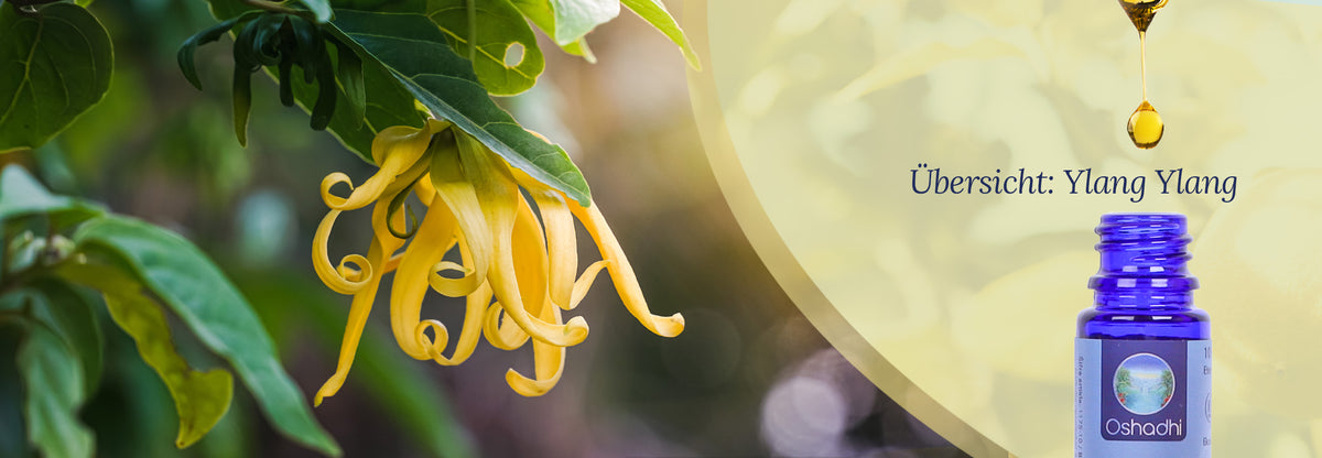 Übersicht: Ätherisches Öl Ylang Ylang Übersicht