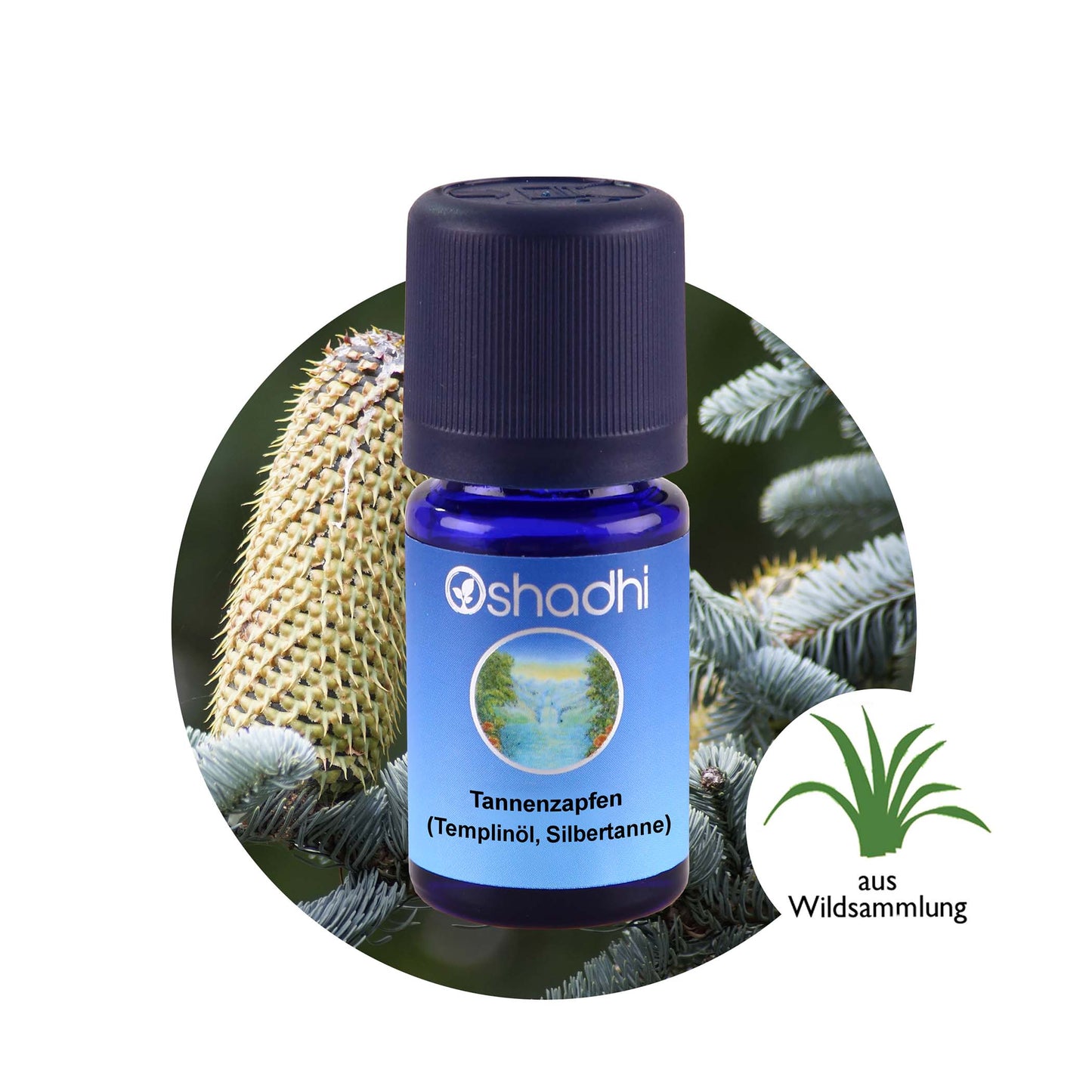 Tannenzapfenöl (Templinöl, Silbertanne)