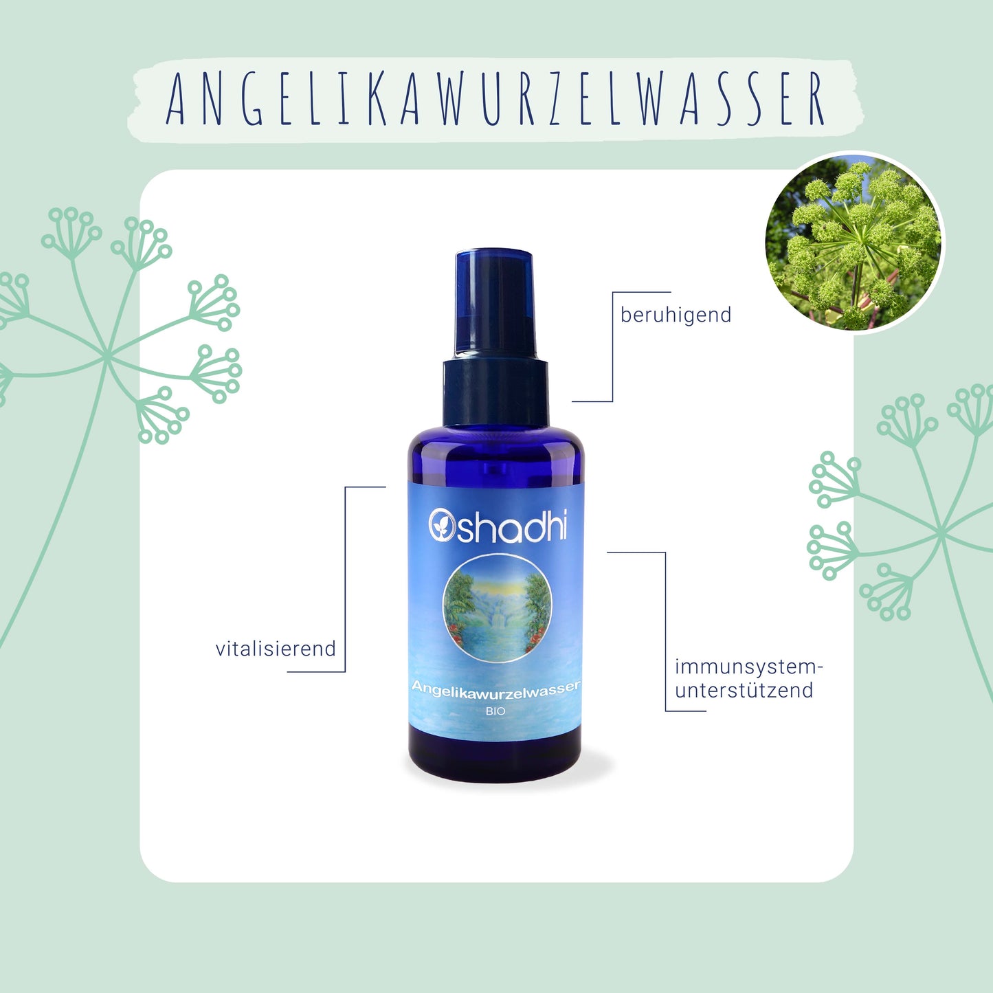 Angelikawurzelwasser EG-bio