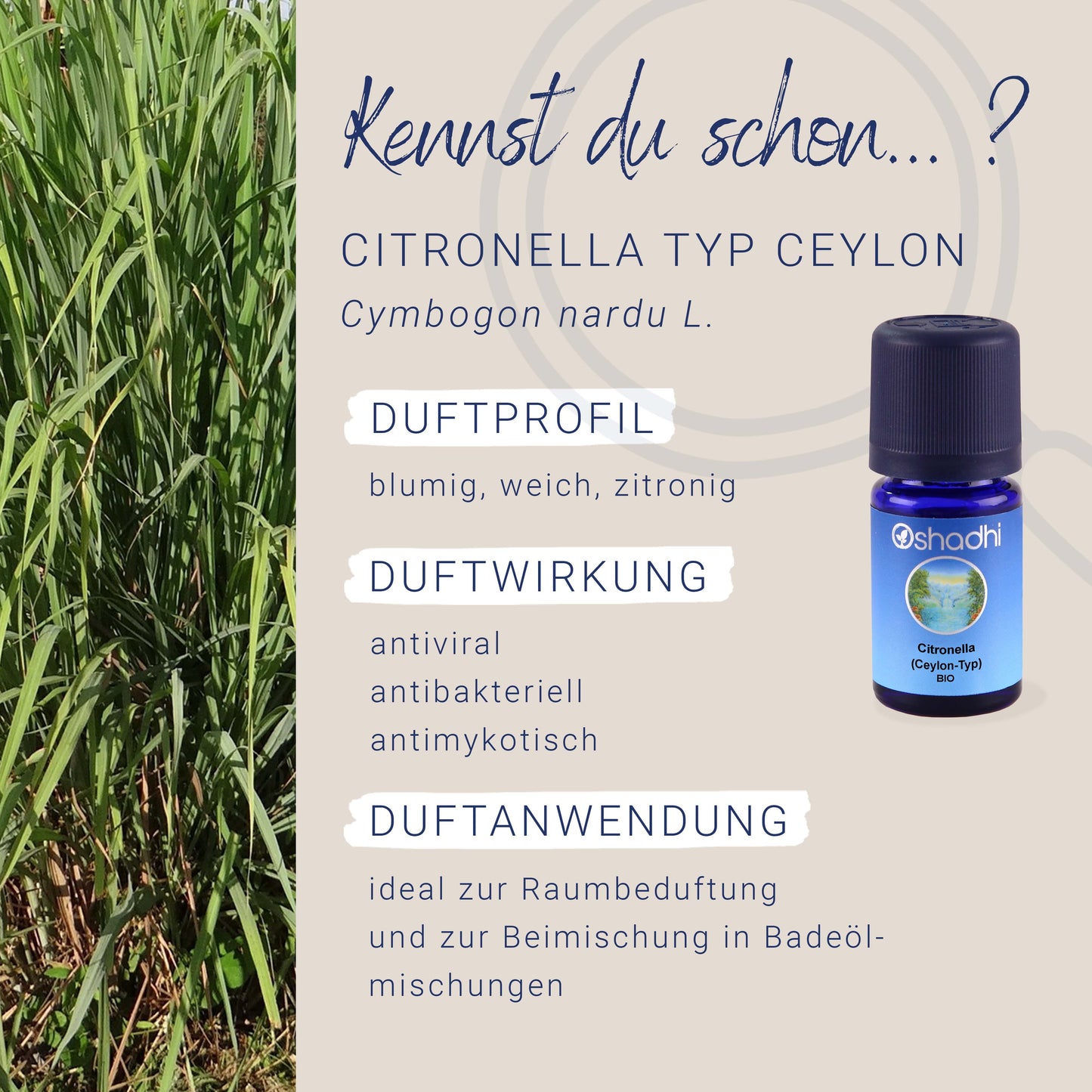 Citronella-Öl bio (Ceylon-Typ)