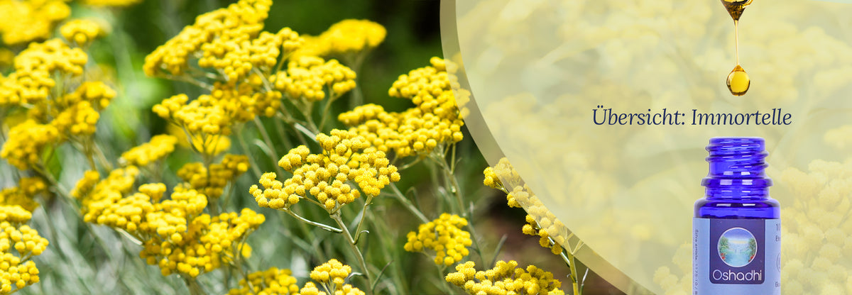 Übersicht: Ätherisches Öl Immortelle Übersicht