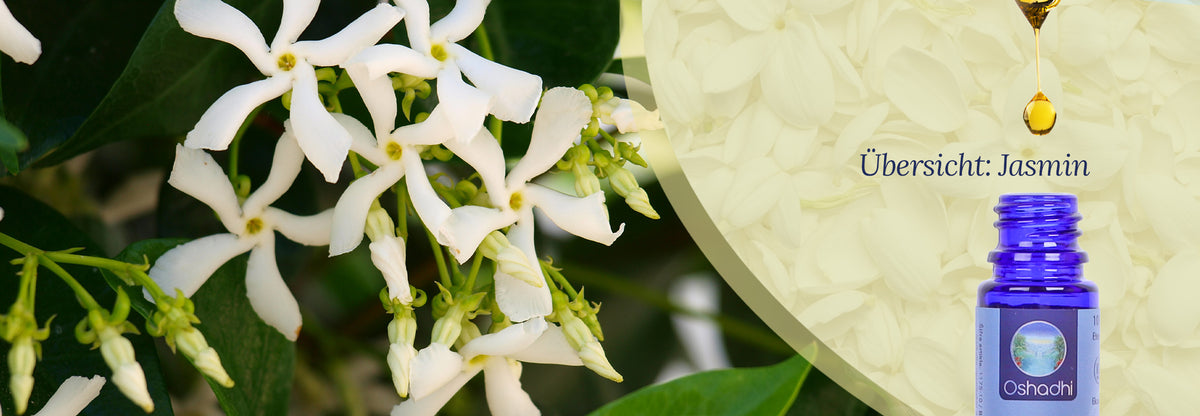 Überischt: Ätherisches Öl Jasmin Übersicht