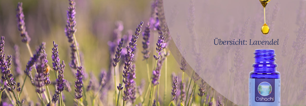 Übersicht: Ätherisches Öl Lavendel Übersicht