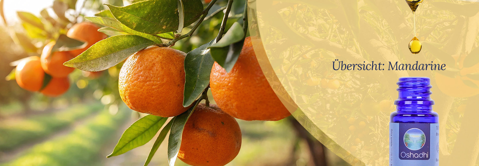 Übersicht: Ätherisches Öl Mandarine Übersicht