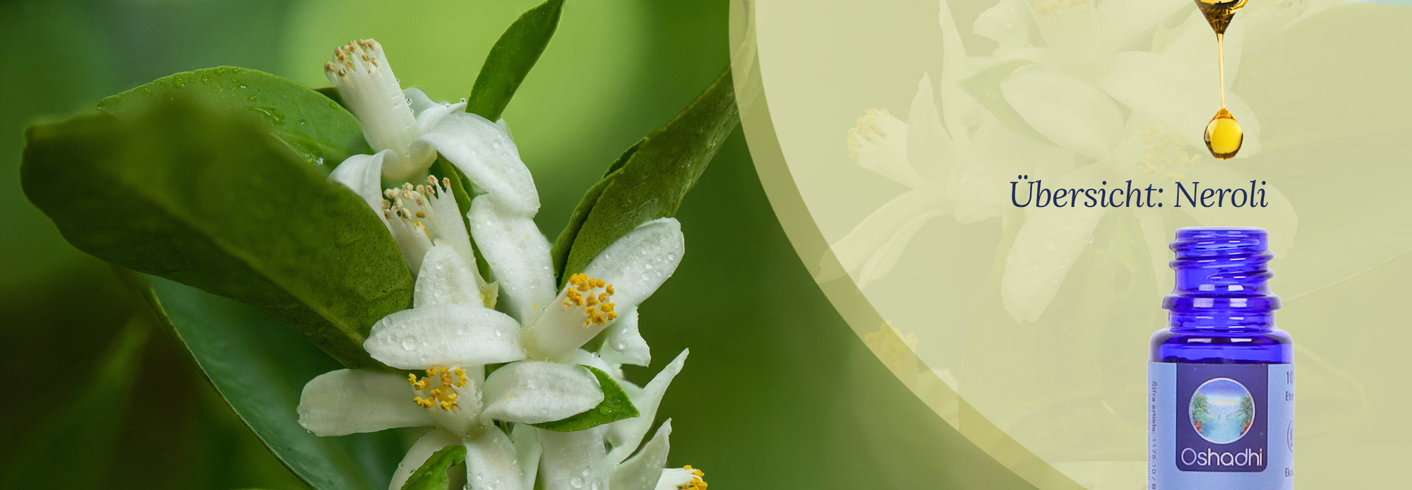 Übersicht: Ätherisches Öl Neroli Übersicht