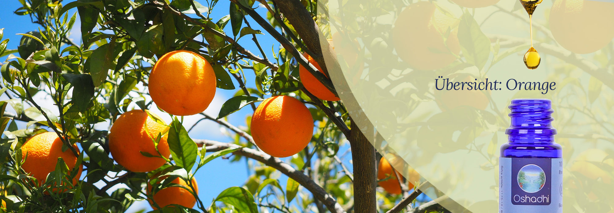 Überischt: Ätherisches Öl Orange Übersicht