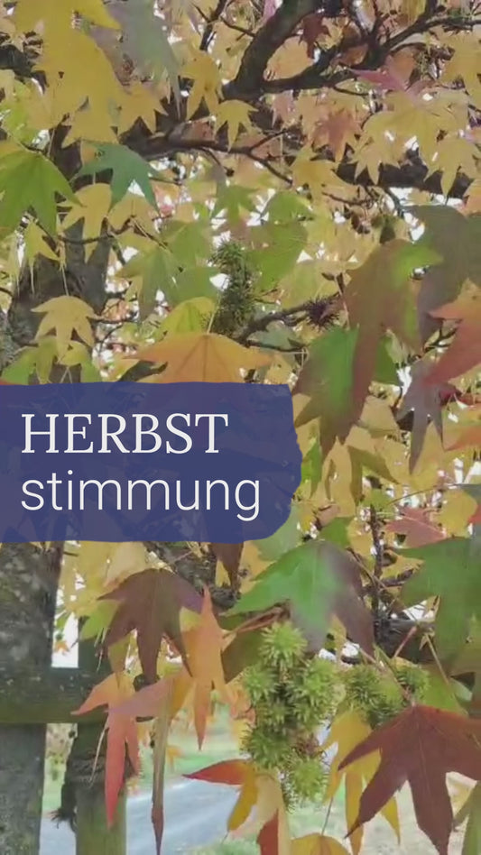Herbststimmung Diffuser Set