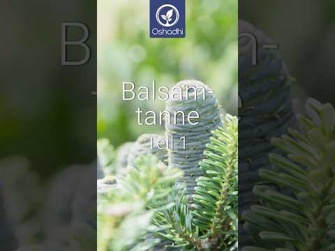 Balsamtannen-Öl, Rinde bio