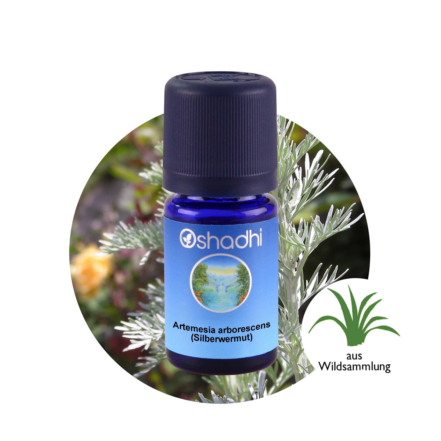 Artemisia arborescens (Silberwermut) – Ätherisches Öl