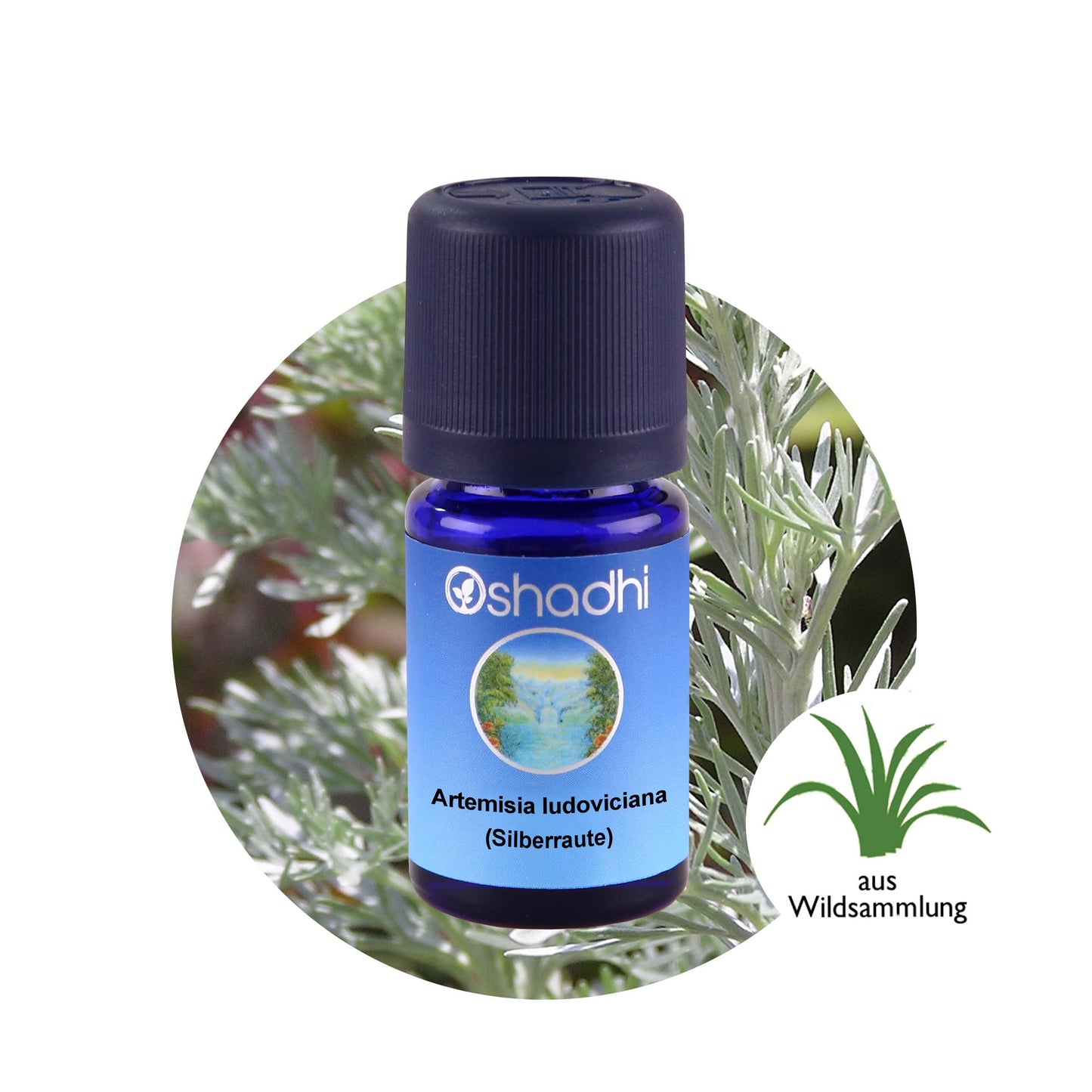 Artemisia ludoviciana (Silberraute) - Ätherisches Öl