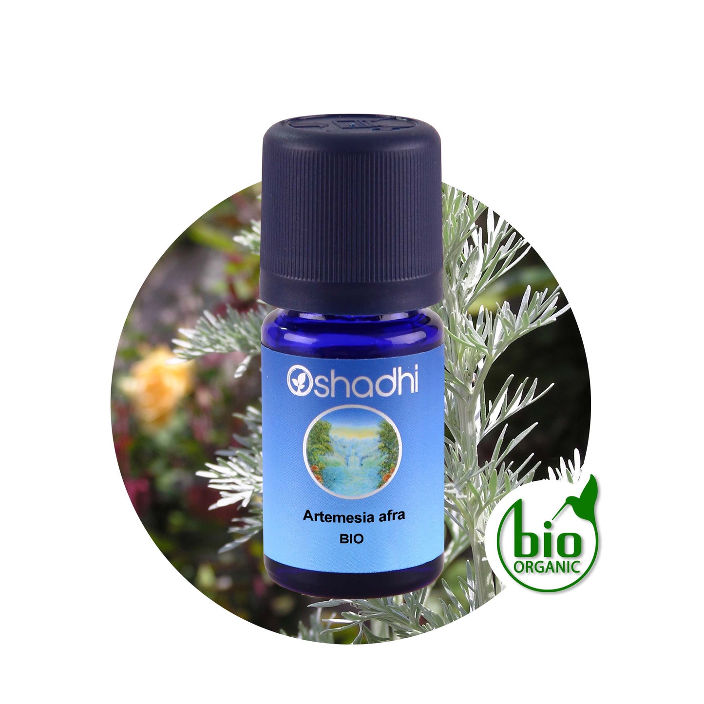 Artemisia afra (Lanyana) Bio – Ätherisches Öl