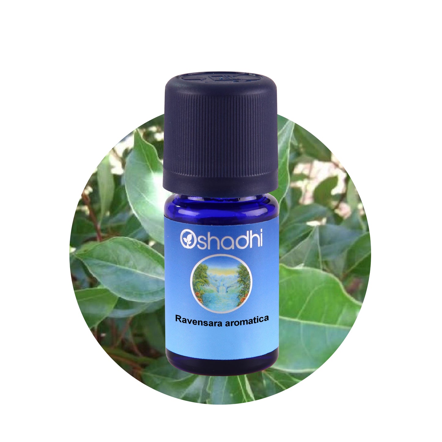 Ravensara aromatica – Ätherisches Öl