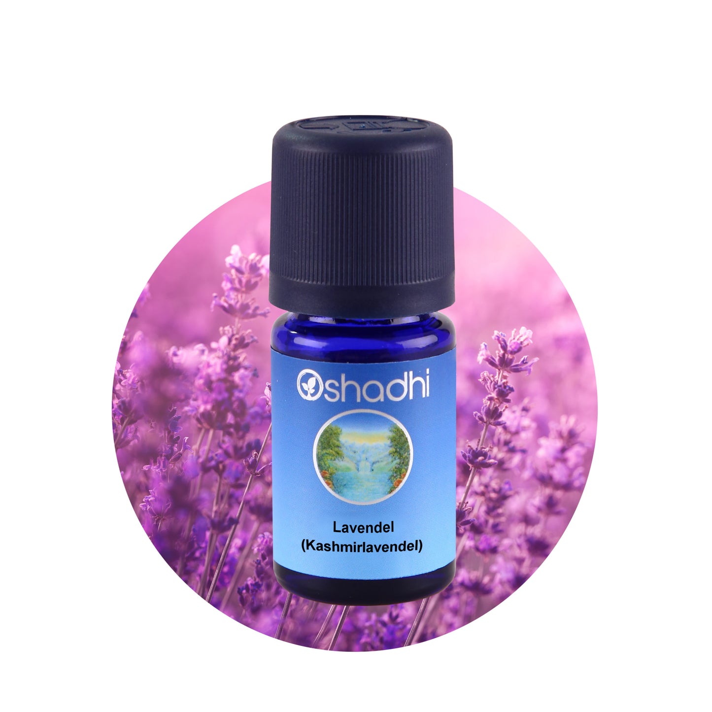 Lavendel (Kaschmirlavendel) – Ätherisches Öl